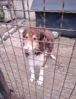 Charlie - Liebevoller Collie mix - Wedel
