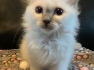 Heilige Birma Kitten ❤️ - Uhldingen-Mühlhofen