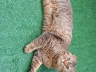 Junger Kater (8 Monate) sucht liebevolles neues Zuhause - Unterschleißheim