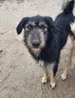 TARA MACHT IHRE FAMILIE KOMPLETT - Mönchengladbach