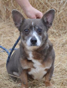 Mexi von kettenlos - Bollingstedt