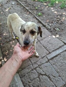 Freundliche MIA - hoher will to please♥️ - München