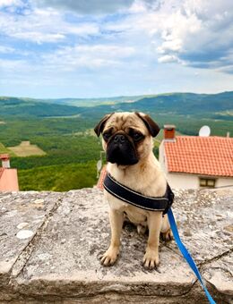 🐶 Charmanter Mops-Rüde „Mylo“ sucht neues Zuhause – ein echter Kuschelprofi! 🐶 - Görlitz