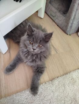 Kitten abgeben - München Pasing-Obermenzing