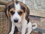 Beaglemix Selina - Eichenzell