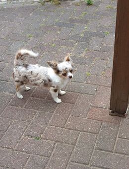 Chihuahua Deckrüde mit Ahnentafel kein Verkauf - Jatznick