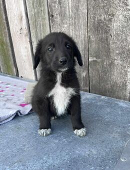 Toby sucht ein für immer Zuhause - Leipzig
