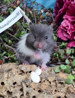 Extrem HANDZAHME FLAUSCHIGE Teddyhamster Satinglanz - Dinslaken