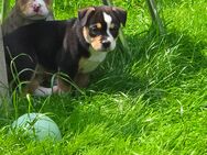 Zuckersüße Rasselbande sucht 5 zu Hause - Sontra