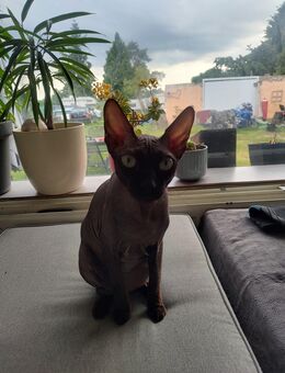 Canadien Sphynx Katze - Fehrbellin