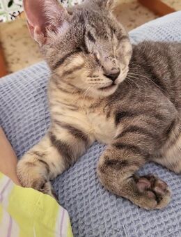 Once -Liebevoller Kater sucht Happy home - Bad Camberg