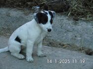 Jack Russell Terrier Welpen, reinrassig 12 Wo. - Lonnerstadt