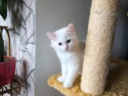 Wunderschöne süße weiße Khao-Manee Kitten, Weiße Kitten mit zwei verschiedene Augen - Leverkusen