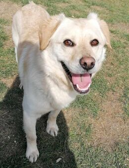 Kleiner Labbi-Mix Sherlock sucht Couch! - Mannheim