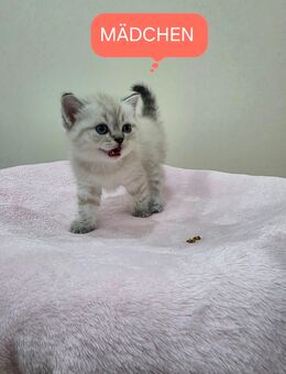 Reinrassige BKH Kitten - Nastätten