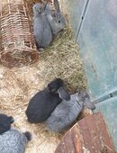 5 Kaninchen 🐰 Baby's abzugeben in 96515