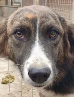 MIA-wunderschöne Tricolor-Hündin,56 cm - Rösrath