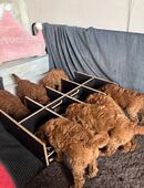 Welpennäpfe, Futterstation, Futterbar mit 700ml in 32339