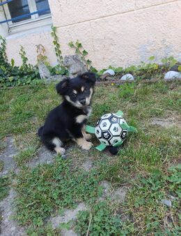 Chihuahua Mischling Welpe - Burscheid