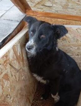 Flando 48 cm - Alpenrod