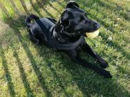 Schwarzer Labrador-Mix abzugeben - Schleswig