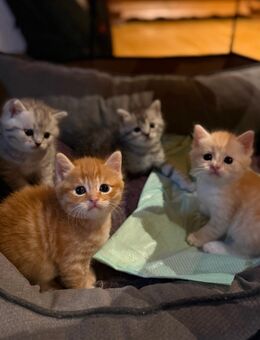 BKH KITTEN - Bielefeld Stieghorst