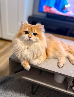 Deckkater mit Stammbaum - Schorndorf (Baden-Württemberg)
