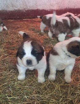 Bernhardinerwelpen - Bernsdorf Straßgräbchen