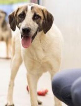 Wer schenkt dem kleinen Luke ein Zuhause - München