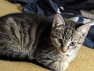 Maincoon-russischblau Mix Katerchen - Bad Harzburg