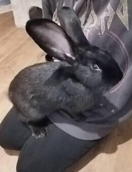 Kaninchen sucht neues Zuhause - Berlin Marzahn-Hellersdorf