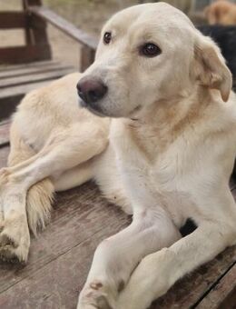 Lady - Verschmuste, soziale Hündin - Berlin