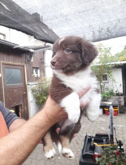 7x labrador Mix kleinbleibend - Wurzen