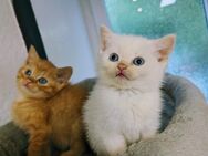 Süße BKH Kitten - Wuppertal