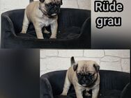 Retro Mops Welpen mit Nase - Hettstedt