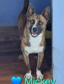 Mickey - wann wird er endlich gesehen - Höchst (Odenwald)