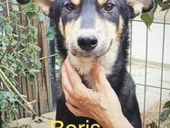 Boris 2 Jahre - Beltheim