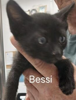 Bessie, Schmusekatze sucht Familie - Bergkirchen