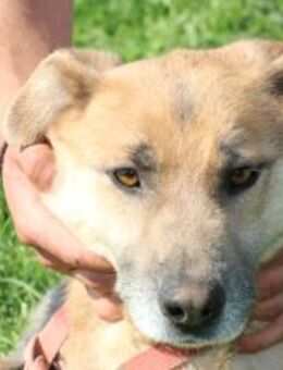 Akina - verschmuste Hündin - Lohra