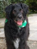 William - Mix - 14 Jahre - Tierhilfe Franken e.V. in 91207