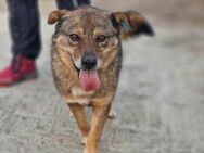 Lieber ALBY ist sehr sozial 🐾🐾♥️ - München