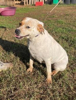 DORA 💜💜💜 Sucht ein tolles Zuhause - Herxheim (Landau)