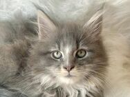 3 wunderschöne Maine Coon Kitten o.P. - Mechernich