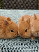 Farbenzwerg Zwerg Kaninchen Hase Hermelin in 58809