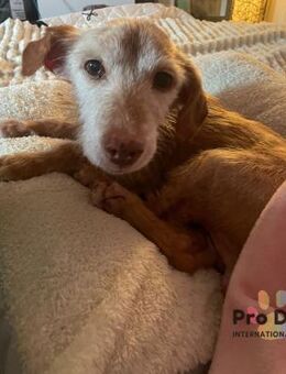 Bilbo auf Pflegestelle - Talkau