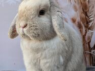 Minilop, Zwergwidder, Häsin, 1 Jahr - Burgstädt