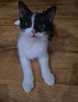 2 verschmuste Katzenbabys abzugeben - Lünen