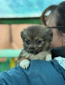 Flocke, klein bleibende Welpin - Lindenberg (Rheinland-Pfalz)
