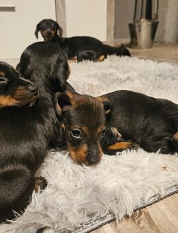 Zuckersüße Dackelwelpen suchen ihr Für-Immer-Zuhause! 🐾 - Marpingen