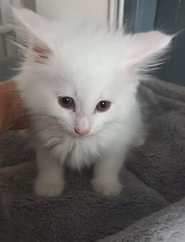 Kitten Maine Coon / NorwegischeWaldkatzenMix - Leegebruch